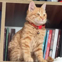 واگذاری گربه|گربه|اندیشه, اندیشه فاز ۴|دیوار