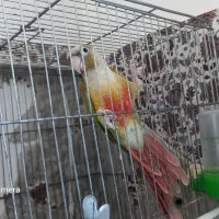 گرینچیک مولد