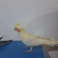 جوجه عروس هلندی|پرنده|مینودشت, |دیوار