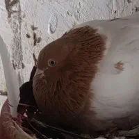 کبوتر|پرنده|دهگلان, |دیوار