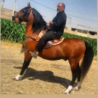 فروش کره ماده۱۸ماه