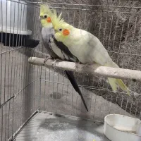 عروس هلندی|پرنده|ماسال, |دیوار