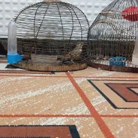 سهره قناری.سهره متولد قفس.سهره خاکی|پرنده|کرمان, |دیوار