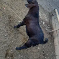 بزغاله نر صلاصه