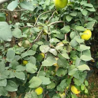 فروش انواع سیاه ریشه|گل و گیاه طبیعی|ارطه, |دیوار