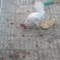 خروس سفید یک سال