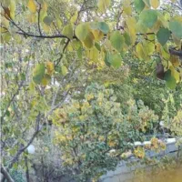 زمین-کشاورزی-ـ-باغ-شهر-زمینهای-عباس-آباد-سلطانیه