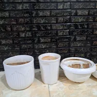 گل آپارتمانی بنسای و کاکتوس گلدان سرامیکی|گل و گیاه طبیعی|شیراز, تندگویان|دیوار