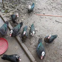 غاز و اردک موسکویی|حیوانات مزرعه|چابکسر, |دیوار