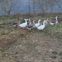 غاز و قوغاز درشت وسالم قیمت مناسب|حیوانات مزرعه|عجب شیر, |دیوار