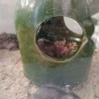 فروش همستر|موش و خرگوش|نورآباد, |دیوار