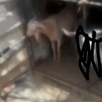 تروشت فروشی