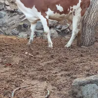 گاو گوساله ماده سیمیتال 12کیلوشیر|حیوانات مزرعه|کرمان, |دیوار