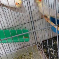 عروس هلندی .ماده بالغ|پرنده|رفسنجان, |دیوار