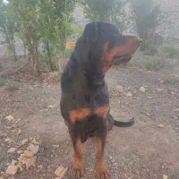 فروش سگ روتوایلر|سگ|سبزوار, قاضی زاد|دیوار