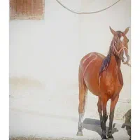 مادیون با کره.