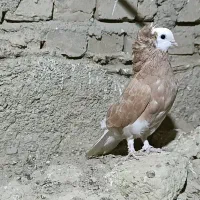 کبوتر شامپیون