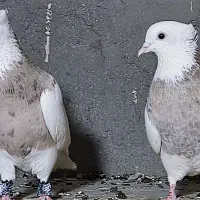 طوقی هفت رنگ عتیغه|پرنده|هامون, |دیوار