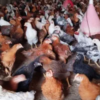 طاقچه مرغ وخروس  اصلاح نژاد گلپایگانی