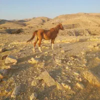 اسب|اسب و تجهیزات اسب‌سواری|فراشبند, |دیوار