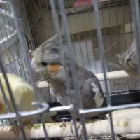 عروس هلندی سینامون ماده یک ساله رام