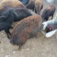 گوسفند|حیوانات مزرعه|فاضل آباد, |دیوار