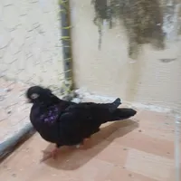 کبوتر. زاغ.