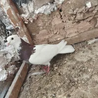 کفتر|پرنده|سبزوار, باهنر|دیوار