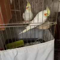 فروش عروس طوطی