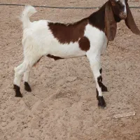 فروش یک عدد کهره نر