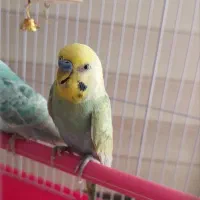 مرغ عشق جفت|پرنده|رشت, گلسار|دیوار