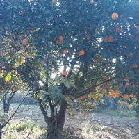 پرتقال تامسون تناژ|عمده‌فروشی|کردکوی, |دیوار