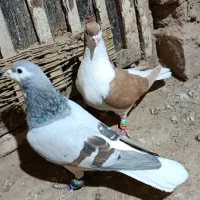 کفتر کبوتر پرشی و رنگی|پرنده|عطاملک, |دیوار