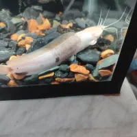 ماهی کت آفریقایی