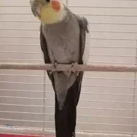 عروس هلندی سخنگو