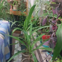 فروش فروش|گل و گیاه طبیعی|ابریشم, |دیوار