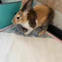 خرگوش