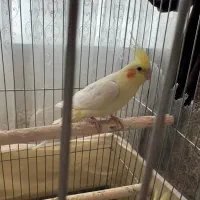 عروس هلندی ۵ تخم|پرنده|انار, |دیوار