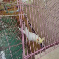 عروس هلندی