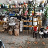گل آپارتمانی گلدان..