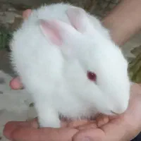 خرگوش نر و ماده|موش و خرگوش|کازرون, |دیوار