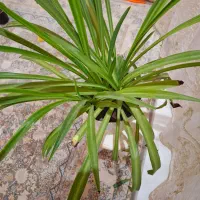 گل مصنوعی|گل مصنوعی|نورآباد, |دیوار