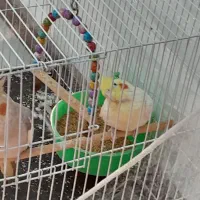 عروس هلندی معاوضه با عروس هلندی یا کوتوله دستی|پرنده|مشهد, ویلاشهر|دیوار