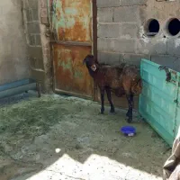 میش