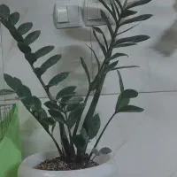 گل زامیفولیا