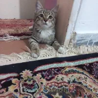 واگذاری گربه کوچولوی ملوس|گربه|کرج, اخترآباد|دیوار