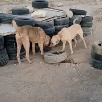 سگ پژدر گمشده
