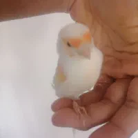 قناری نر|پرنده|کرمان, |دیوار