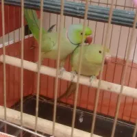 طوطی ملنگو