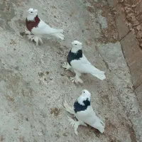 کبوتر طوقی|پرنده|کشکسرای, |دیوار